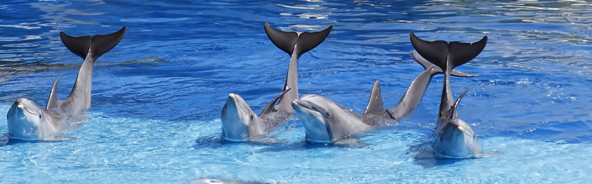 dolphin.jpg